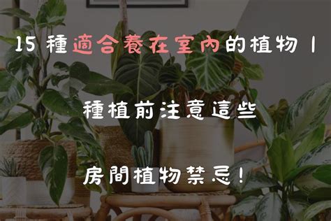 植物擺設|15 種適合養在室內的植物｜種植前注意這些房間植物 